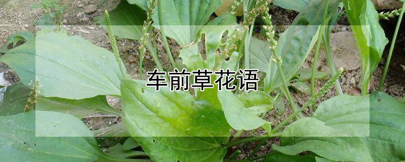 ǰݵĻǰЩ壿