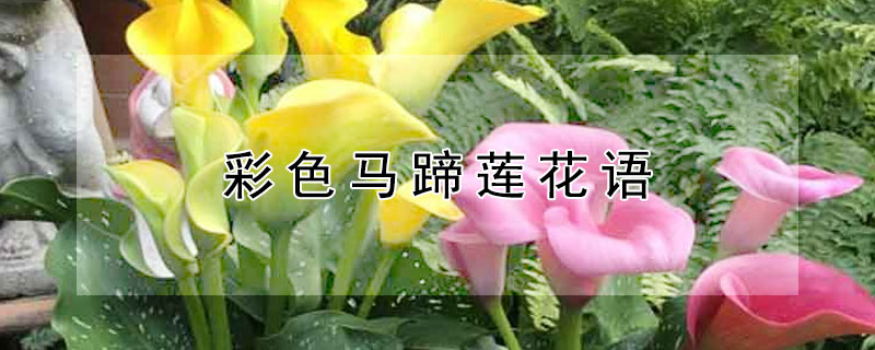 ɫɫʲôԢ⣩