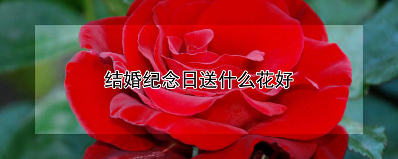 ʲôãʺЩ䣩
