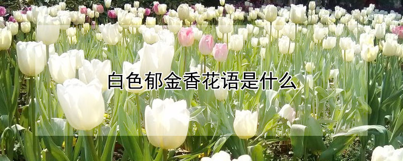 ɫ㻨ʲôɫЩԢ⣿