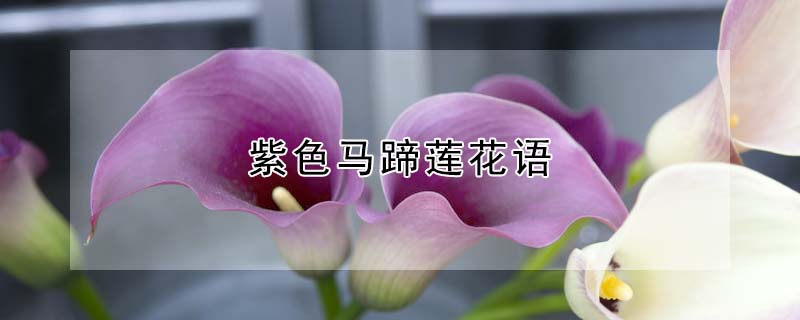 ɫɫʲôԢ⣩