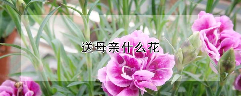 ĸʲôЩĸף