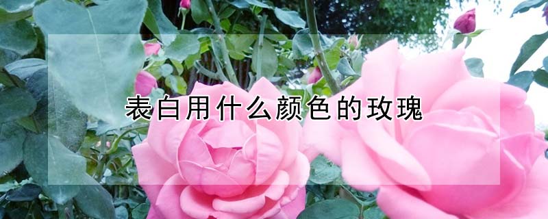 ʲôɫõ壨ɫõ廨