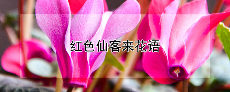 ɫɿɫɿЩԢ⣿