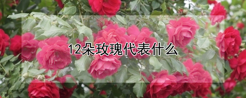 12õʲô12õЩԢ⣿