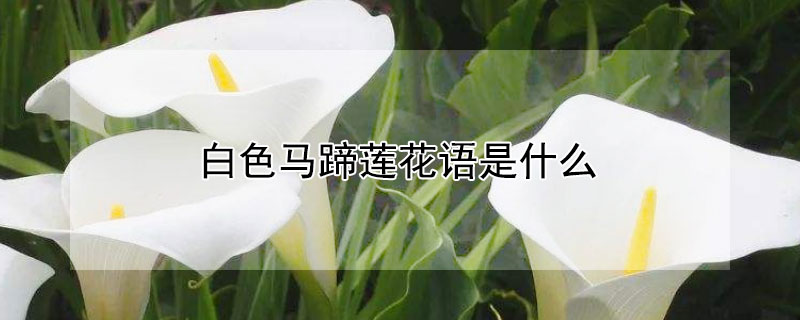 ɫʲôɫЩԢ⣿