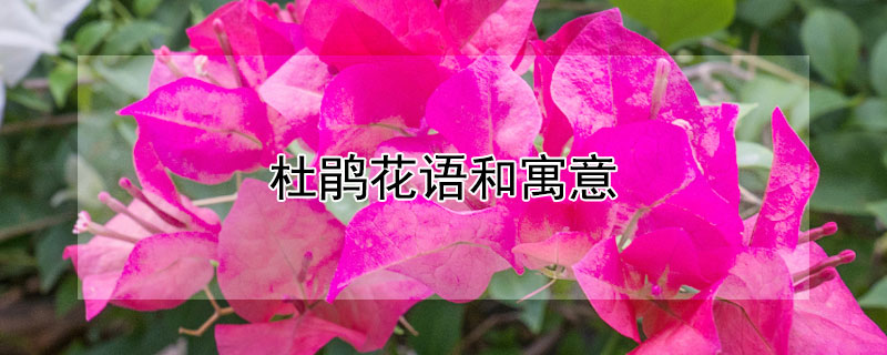 ž黨Ԣ⣨ž黨Щ壩
