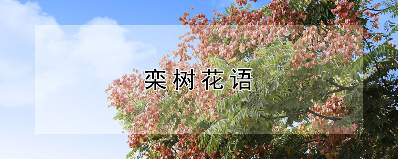 栾树花语是什么？栾树的寓意