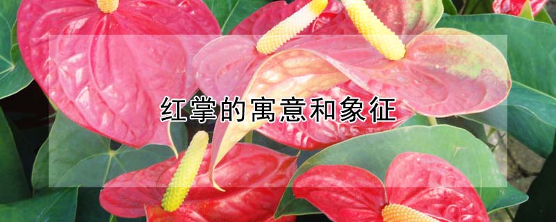 ƵԢʲô壿