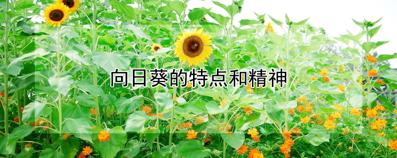 տʲôص;񣿿Խ͸ʲôˣ
