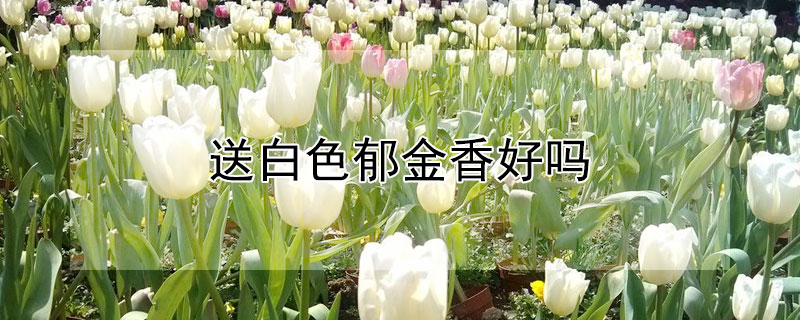 Ͱɫ𣿴ʲô˼