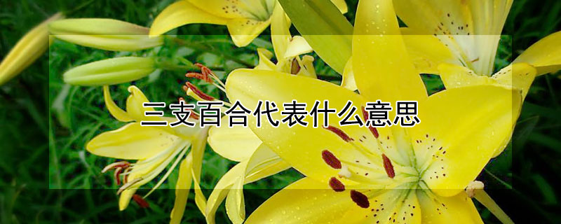 ֧ٺϴʲô˼֧ٺʲôԢ⣿