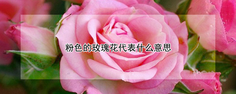 ɫõ廨ʲô˼ɫõ廨ЩԢ⣿