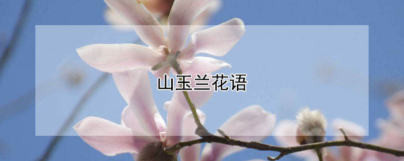 ɽĻʲô壿
