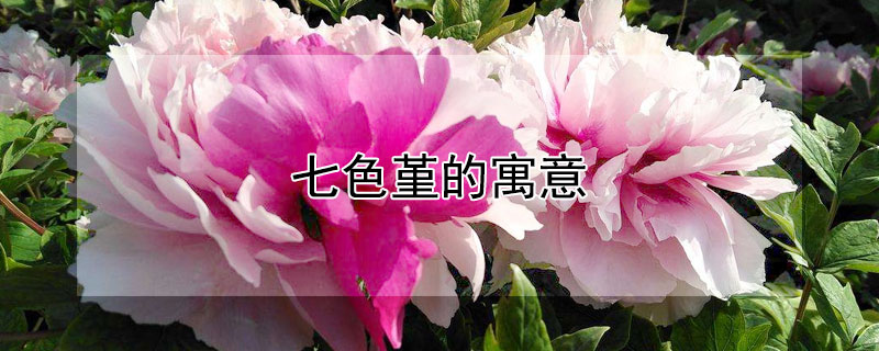 ɫԢɫʲô壿