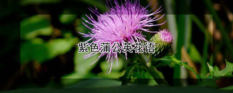 ɫѹӢĻɫѹӢʲôԢ⣩