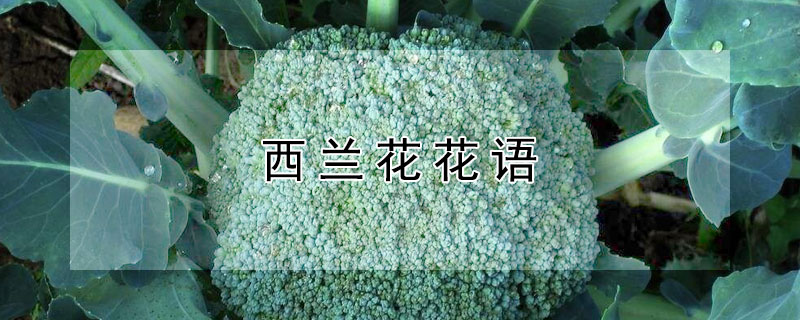 ĻԢ⣩