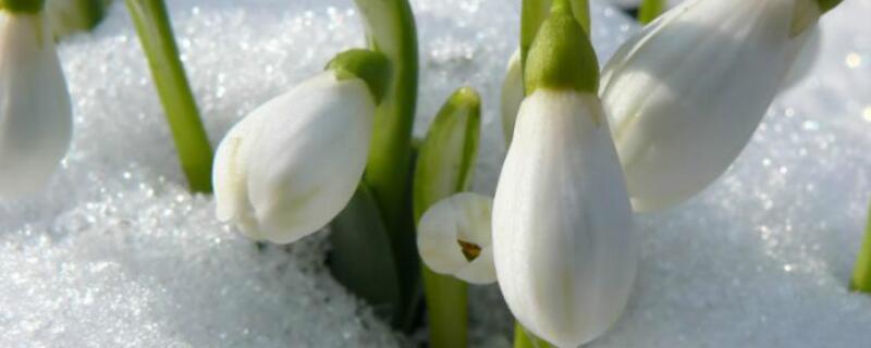 雪滴花的含义（雪滴花有哪些含义）