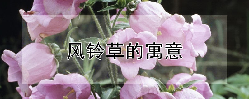 ʲôԢ⣿