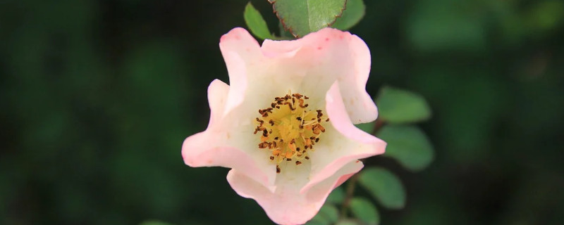 ¼¼ʺ