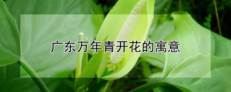 㶫࿪Ԣ⣨㶫࿪ʲôԢ⣩