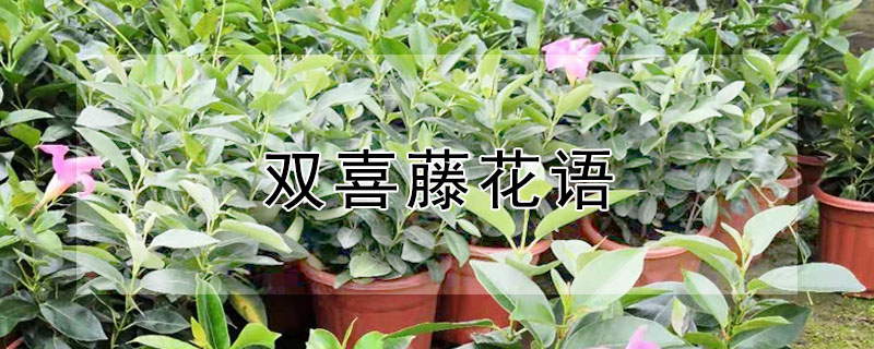 ˫ϲʲôﺬ壿