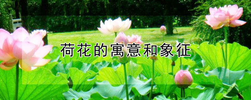 ɻʲôԢ
