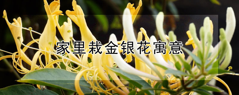 ԽԢ⣨ֽʲô壩