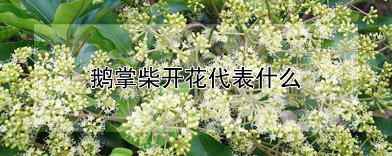 Ʋ񿪻ʲôƲ񿪻ʲô壿