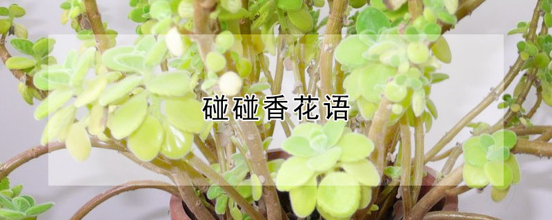 㻨ʲôʲô壩