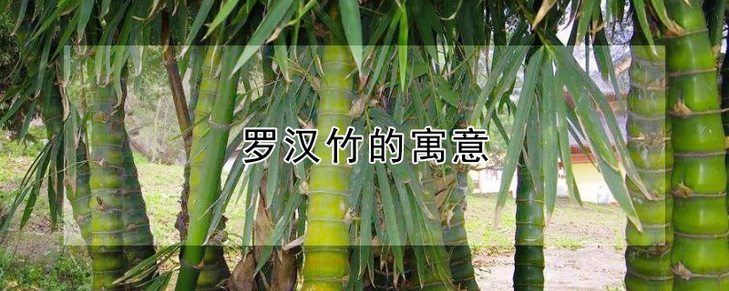 ޺Ԣʲô޺ʲô壿
