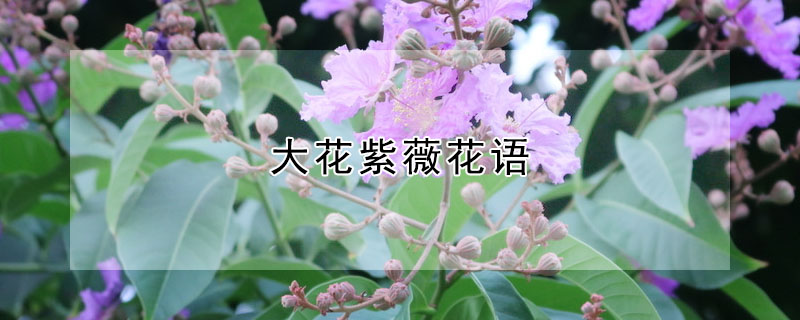 ޱʲôޱʲôԢ⣿