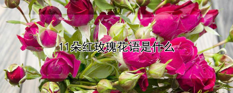 11õ廨ʲô11õʲôԢ⣿
