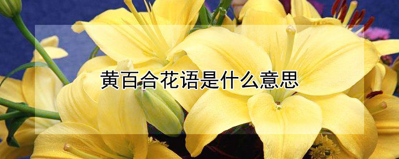 ưٺϻʲô˼