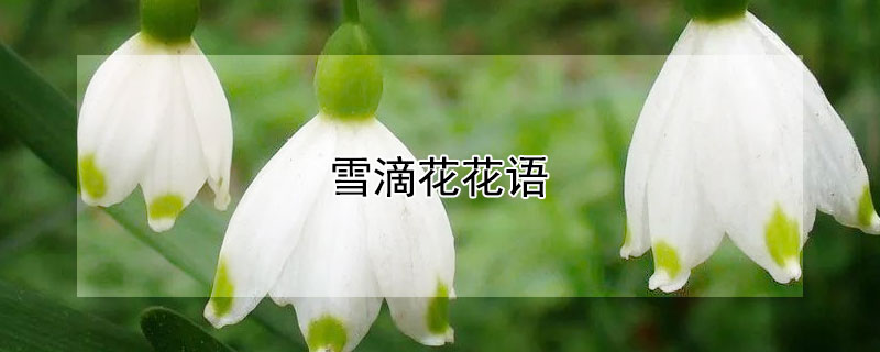 雪滴花的花语解读，雪滴花有哪些含义？