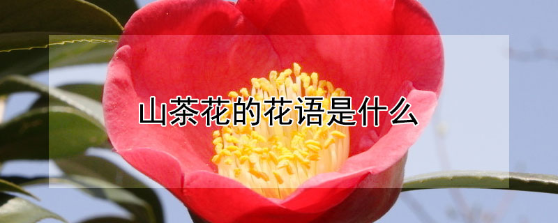 ɽ軨Ļʲôɽ軨ЩԢ⣿