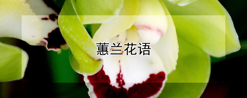 ޥĻޥЩԢ⣩