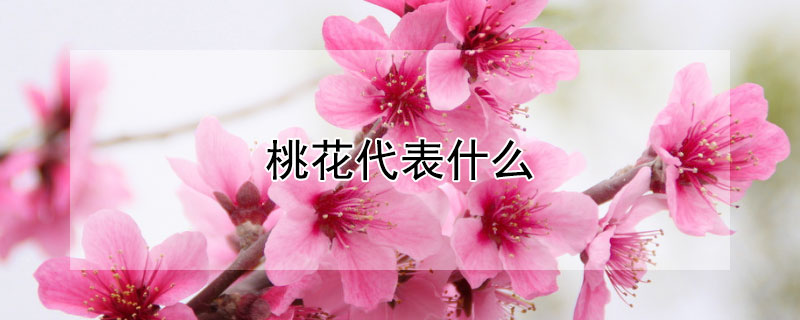 һʲô˼һԢ