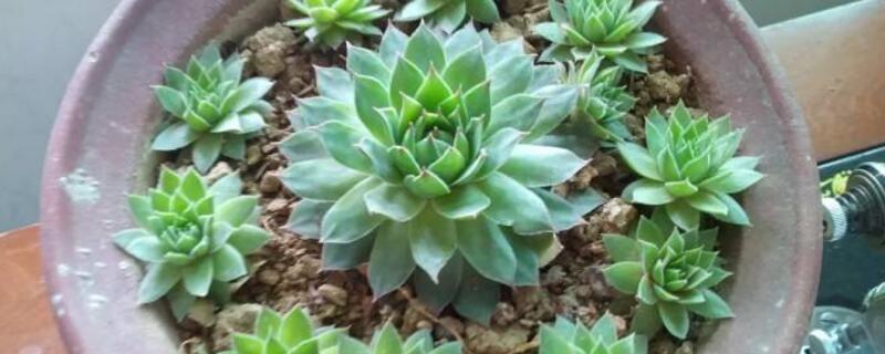 ʲôЩ壩