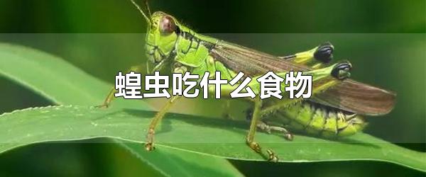 ȳʲôʳ ȳΣ