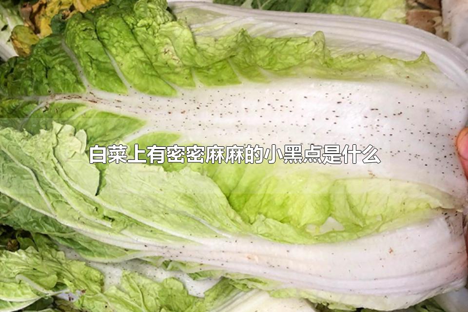 ײСڵʲô ײ˱Сڵ㻹ܳ