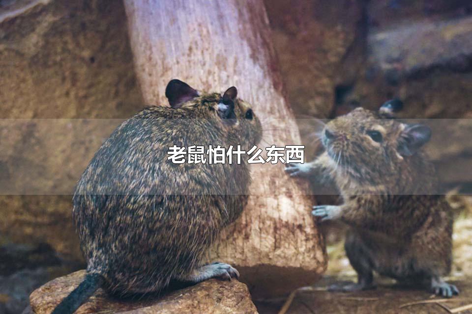 ʲô ֻҹû