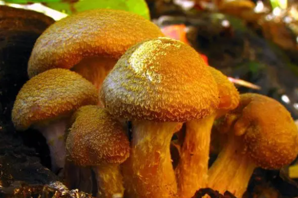 世界最大蘑菇长了2800多年:榛蘑(占地10平方公里)