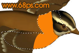 PhotoshopһֻСȸ